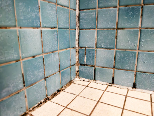 Best Black Mold Removal  in Bayfield, CO