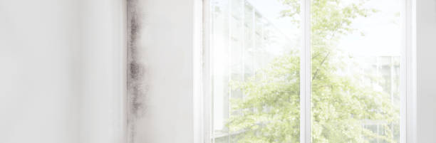 Best Mold Prevention Services  in Bayfield, CO