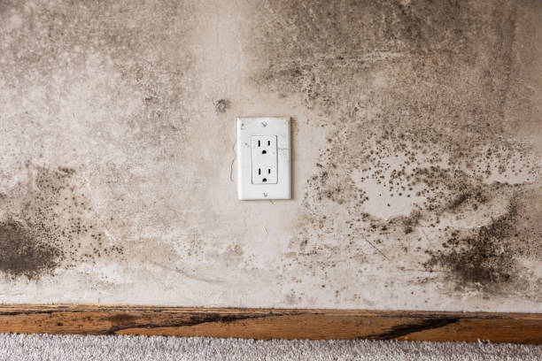 Best Water Damage & Mold Remediation  in Bayfield, CO