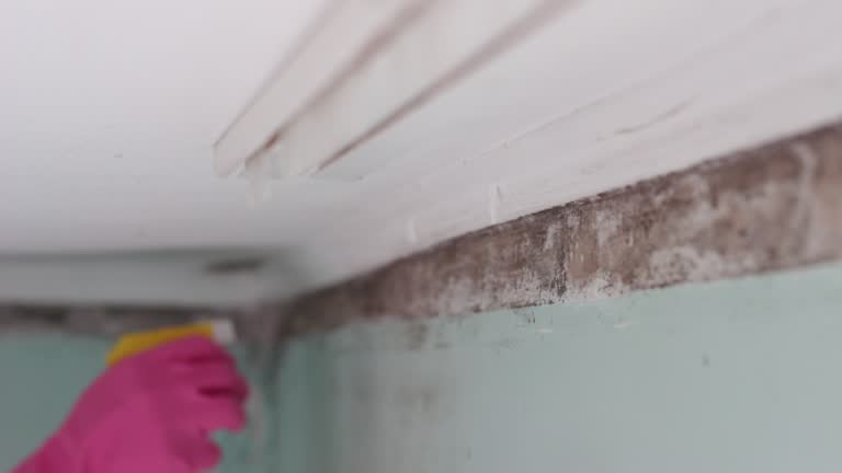 Bayfield, CO Mold Removal Company